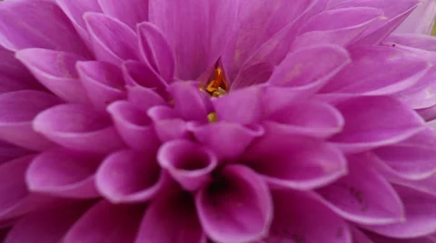 Close up Dahila II 動画素材 35653218