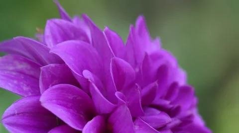 Close up Dahila III Stock Footage 35653179