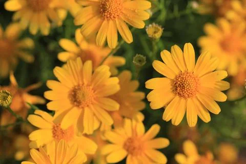 Close up of Dahlberg daisy or also called Gold Carpet blossom in the garden Stock Photos
