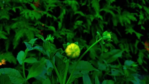 Close-up of a dahlia flower that has not blossomed. Stock Footage 141787398