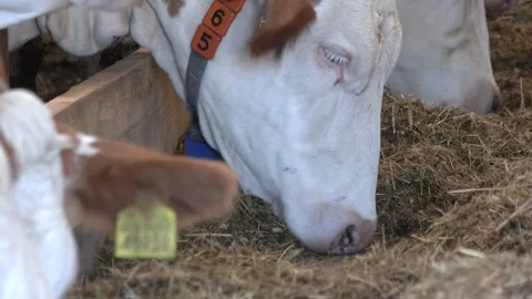 Close-Up of Dairy Cow Feeding Inside Cattle Barn Stock-Footage 344649042