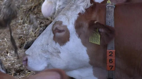 Close-Up of Dairy Cow Feeding Inside Cattle Barn Video stock 344655762