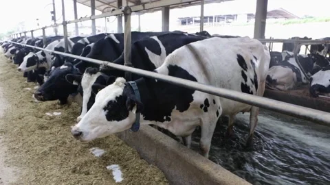 Close up of dairy cows feeding hay on livestock farm. Automatic cleaning system. Stock Footage 147940670