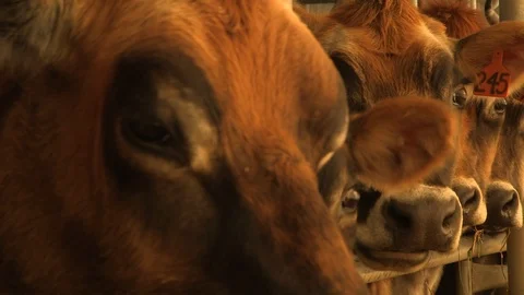 Close up dairy cows 库存影片 97763677