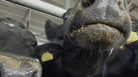 Close up of dairy cows in a stable Stock Footage 100654674