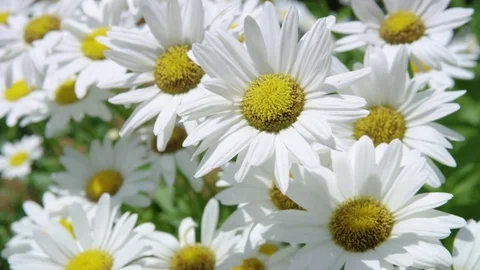 Close up of daisies blowing in the wind Stock Footage 80428709