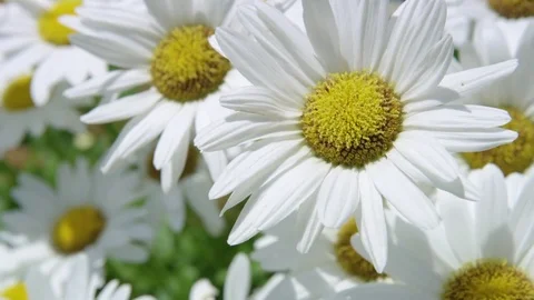 Close up of daisies blowing in the wind Stock Footage 80429840