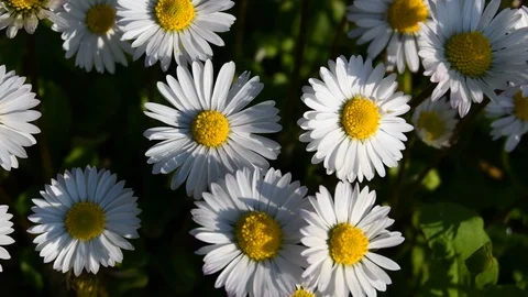Close up of daisies during a windy day Stock Footage 107143447