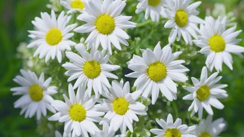 Close Up Of Daisies flowers in 4K Stock Footage 133495189