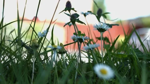 Close up daisies Video stock 130588112