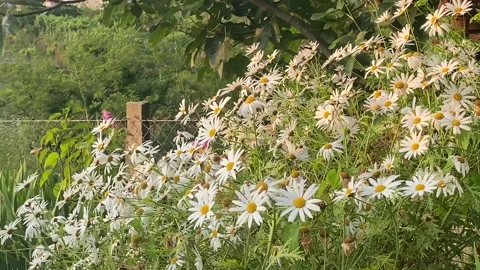 Close-up of daisies glowing in sunset light in garden 🌸🌞 Stock Footage 310965011