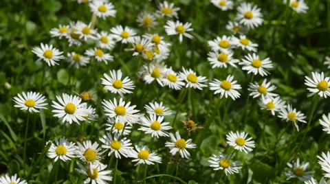 Close-up of daisies in the grass. Stock Footage 64931225