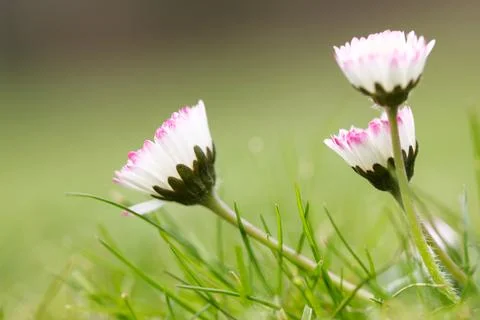 Close up of daisies in grass Stock Photos