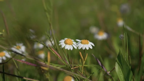Close-up of daisies in a meadow among the grass Stock Footage 147183524