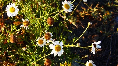 Close up, daisies moving in wind Video stock 73811303