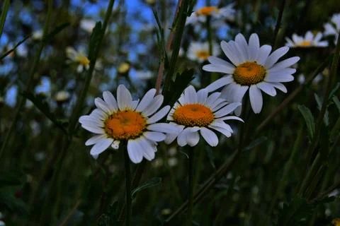 Close up Daisies Stock Photos