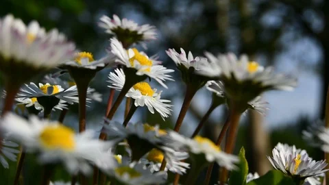 Close up of daisies seen from the side Video stock 109490191