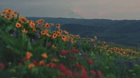 Close-Up of Daisies Swaying in the Wind Stock Footage 315098643