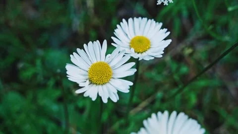 Close-up of a daisy on a background of green grass. Yellow-white wildflowers on Stock Footage 219561067