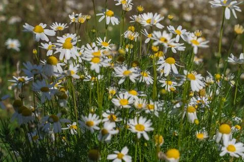 Close-up of a daisy on a background of green grass. Chamomile field. Beautiful Stock Photos