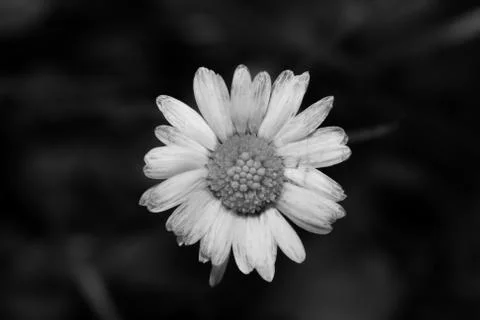 Close-up of a daisy on a black background Stockfoto's