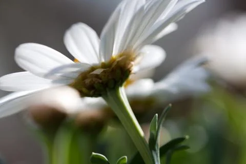 Close-up of a daisy bloom against the light Foto stock