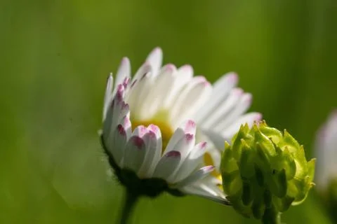 Close-up of a daisy with a blurred background Stock-Fotos