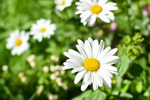 Close-up of a daisy on a blurry background. A daisy flower in a flower bed 库存照片