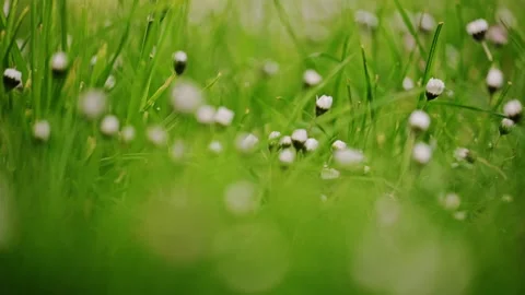 Close-up of daisy buds gently swaying among lush green grass, captured in 4K Stock Footage 288768570