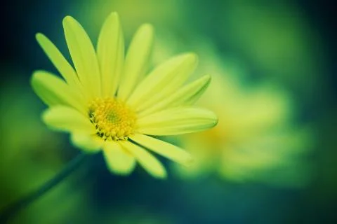 Close-up of daisy flower background Foto stock