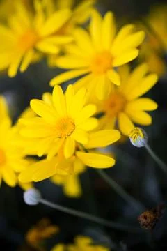 Close-up of daisy flower background Stock Photos