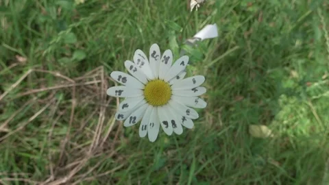 Close up of daisy flower Stock Footage 243462782