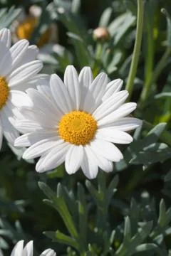 Close-up of a daisy flower Stock Photos