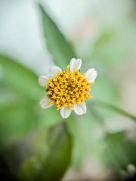 Close up of daisy flower Stock Photos