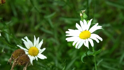 Close Up of Daisy Flowers 4K25p Vidéo 336649581