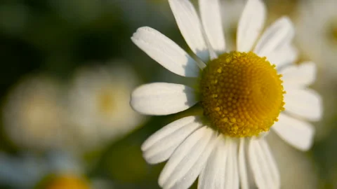 Close up of daisy flowers bloom in field of wild, white flower petals on meadow Stock Footage 238439122