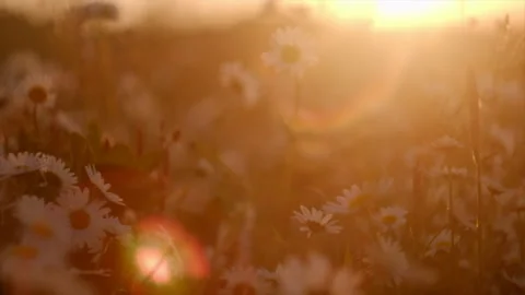 Close up of daisy flowers swaying in wind on background amazing warm sunset Stock Footage 244732875