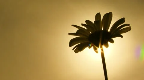 Close-up. Daisy Video stock 21946365