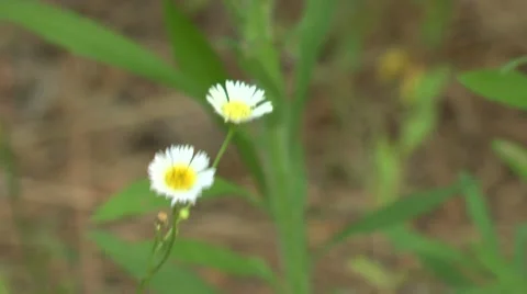 Close up of a Daisy Video stock 40057622