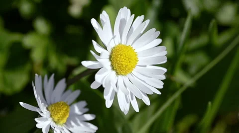 Close up daisy Stock Footage 49770430
