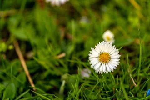 Close-up of a daisy with a green bokeh Stock Photos