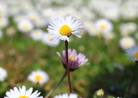 Close-up of a daisy Stock Photos