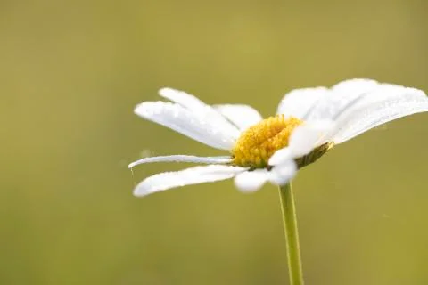 Close up of a daisy Stock Photos
