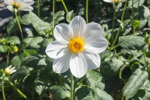 A Close Up of a Daisy Stock Photos