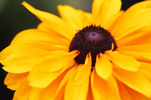 Close Up Daisy Foto stock