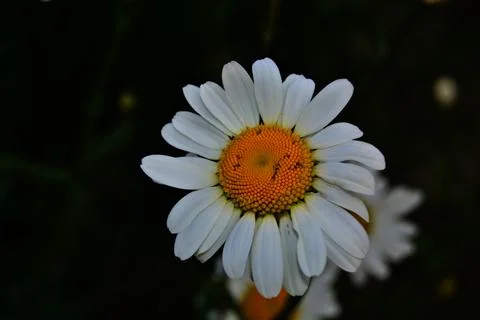 Close up Daisy Stock Photos