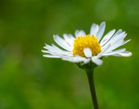 Close-up of a daisy in spring Stock Photos