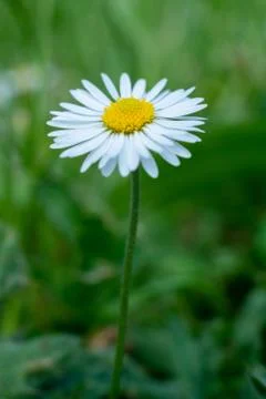 Close-up of a daisy in spring Stock Photos