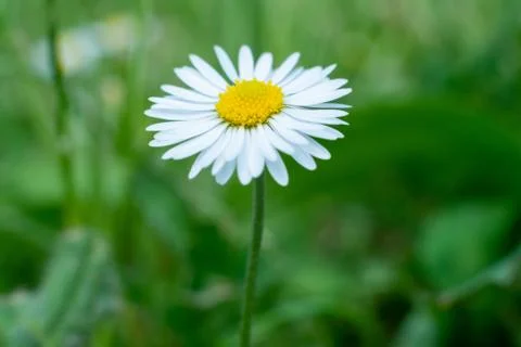 Close-up of a daisy in spring Stock Photos