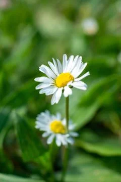 Close-up of a daisy in spring Stock Photos